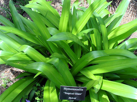 Hemerocallis cv. Tropical Giant