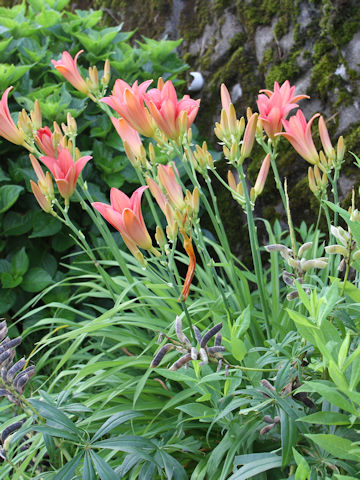 Hemerocallis cv.