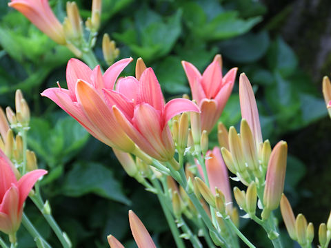 Hemerocallis cv.