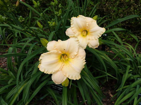 Hemerocallis cv. English Cameo