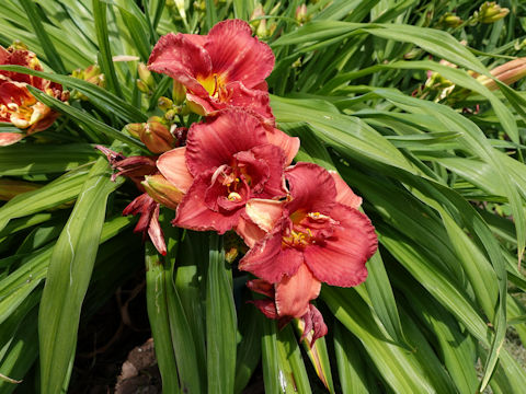 Hemerocallis cv. Wally