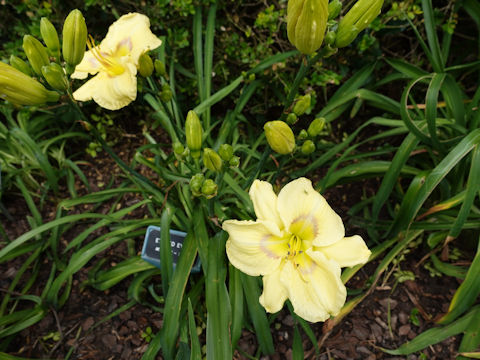 Hemerocallis cv. Etched Eyes