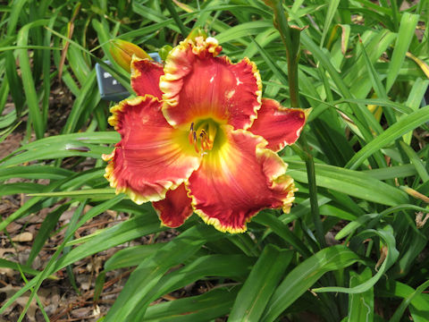 Hemerocallis cv. Open Season