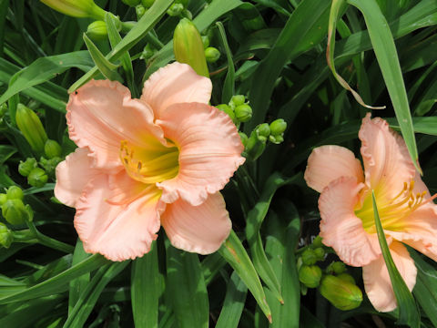 Hemerocallis cv. Siloam Double Classic