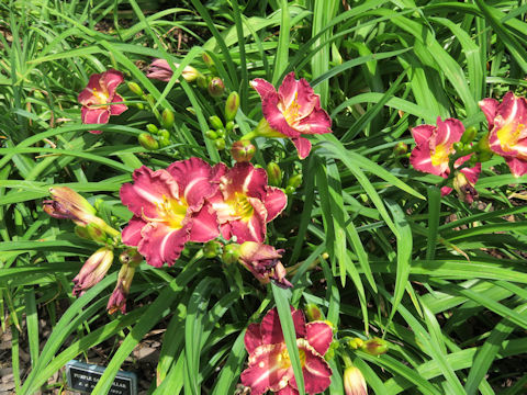 Hemerocallis cv. Purple Sand Dollar