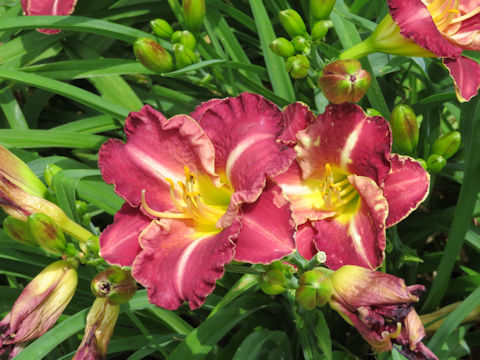 Hemerocallis cv. Purple Sand Dollar