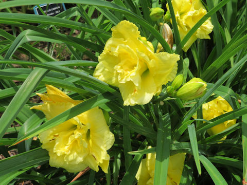 Hemerocallis cv. Phyllis Cantini