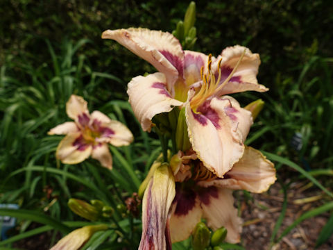 Hemerocallis cv. Bowtie Affair