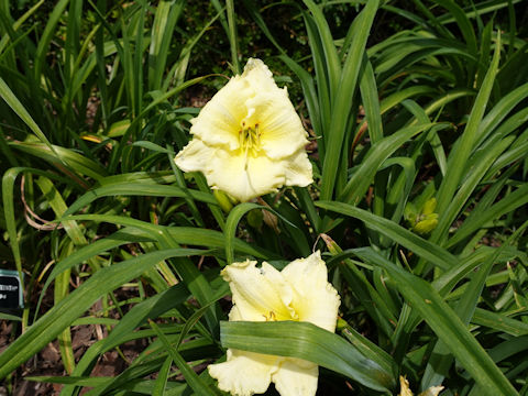 Hemerocallis cv. Marble Faun