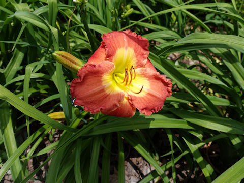 Hemerocallis cv. Love God's Way