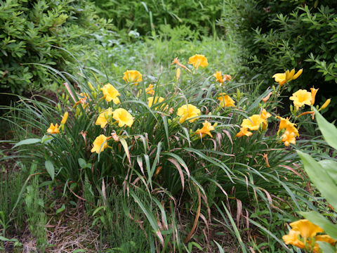 Hemerocallis cv.