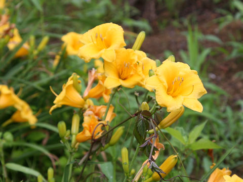 Hemerocallis cv.