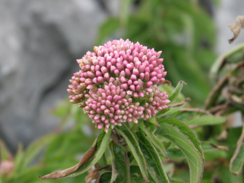 Eupatorium cannabinum