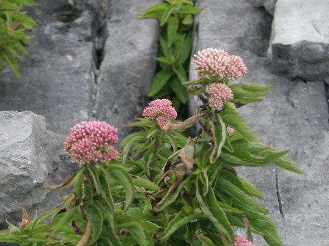 Eupatorium cannabinum