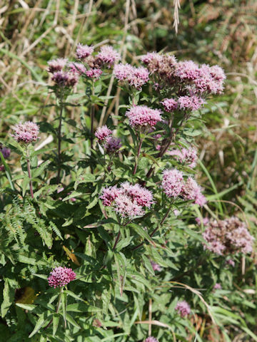 Eupatorium cannabinum