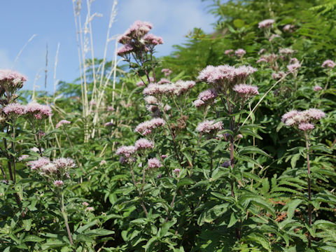 Eupatorium cannabinum