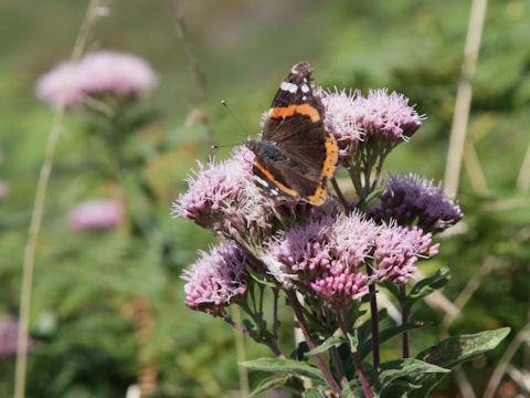 Eupatorium cannabinum