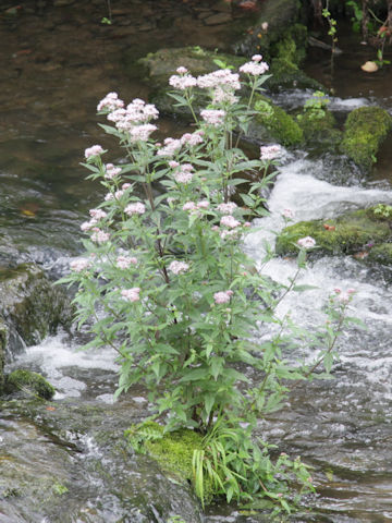 Eupatorium cannabinum