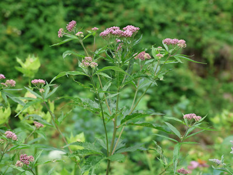 Eupatorium cannabinum