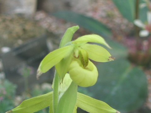 Cypripedium henryi