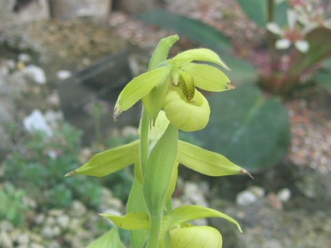 Cypripedium henryi