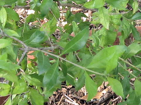 Lawsonia inermis