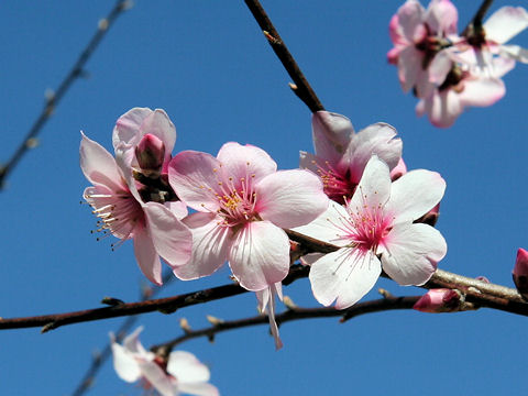 Prunus dulcis