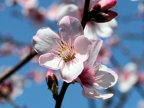 Prunus dulcis