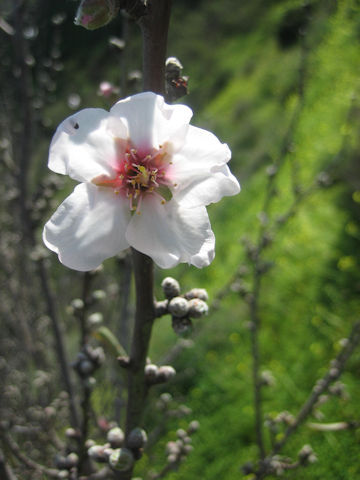 Prunus dulcis