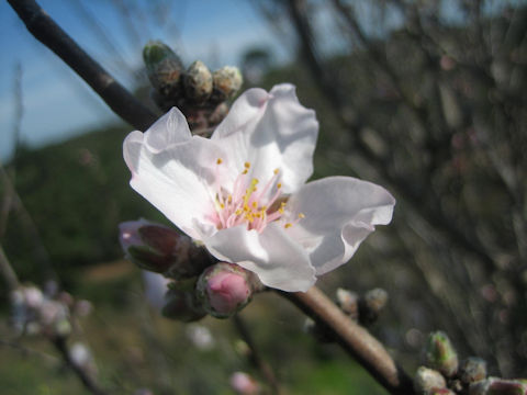 Prunus dulcis