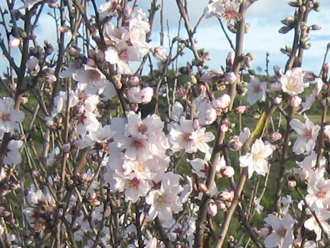 Prunus dulcis