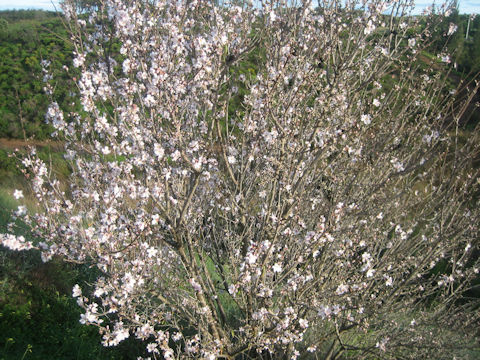 Prunus dulcis