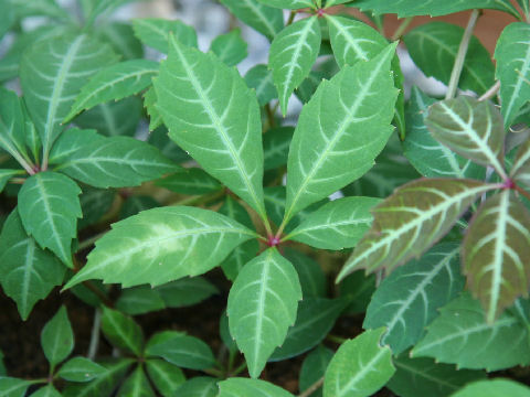 Parthenocissus henryana