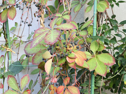 Parthenocissus henryana