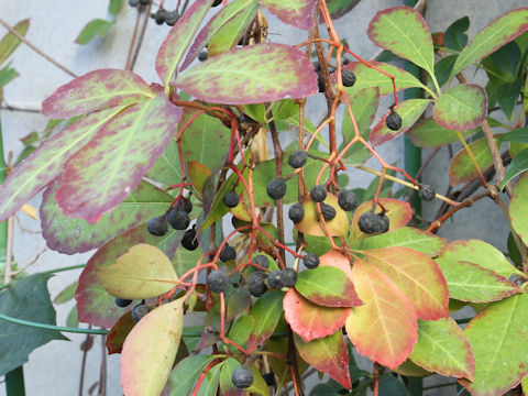 Parthenocissus henryana