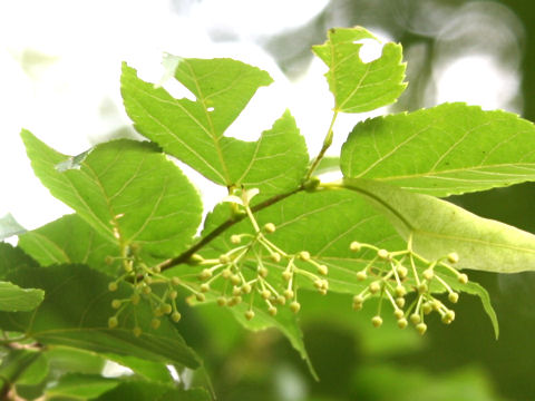 Tilia kiusiana