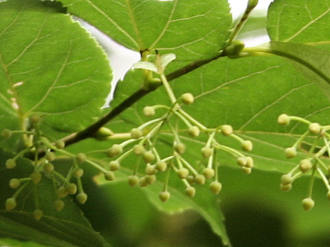 Tilia kiusiana