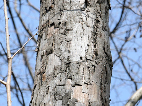 Tilia kiusiana