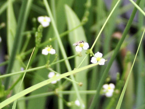 Alisma canaliculatum