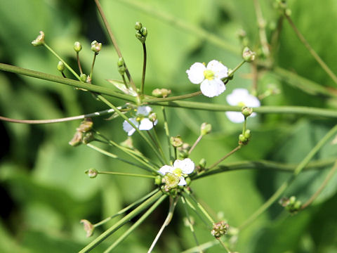 Alisma canaliculatum