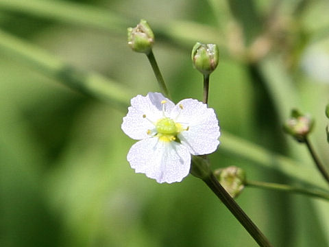 Alisma canaliculatum