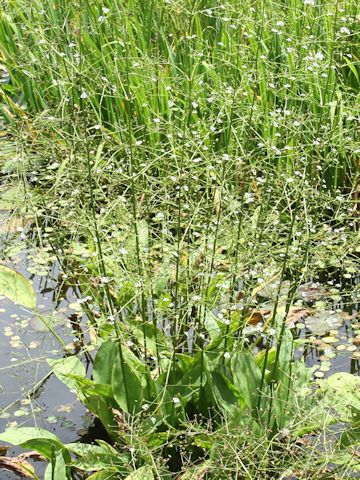 Alisma canaliculatum