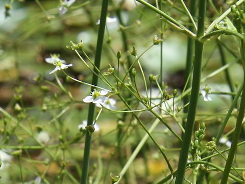 Alisma canaliculatum