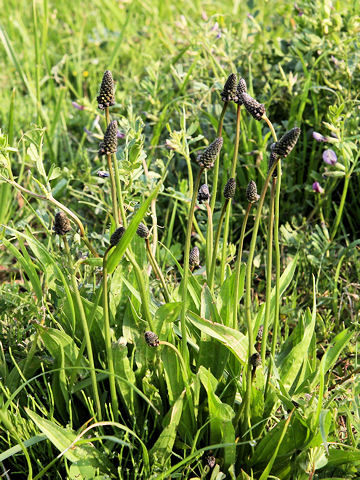 Plantago lanceolata