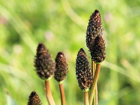 Plantago lanceolata