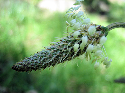 Plantago lanceolata