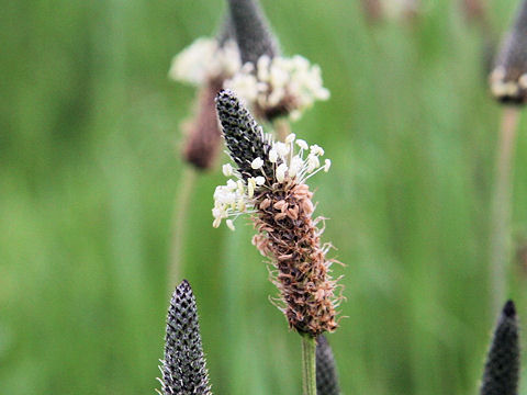 Plantago lanceolata