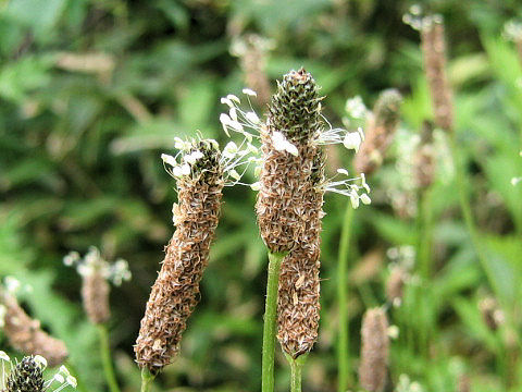 Plantago lanceolata