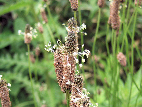 Plantago lanceolata