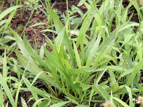 Plantago lanceolata